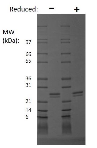 Recombinant human FGF9/GAF protein (Active)