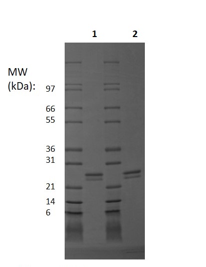 Recombinant human FGF9/GAF protein (Animal Free)
