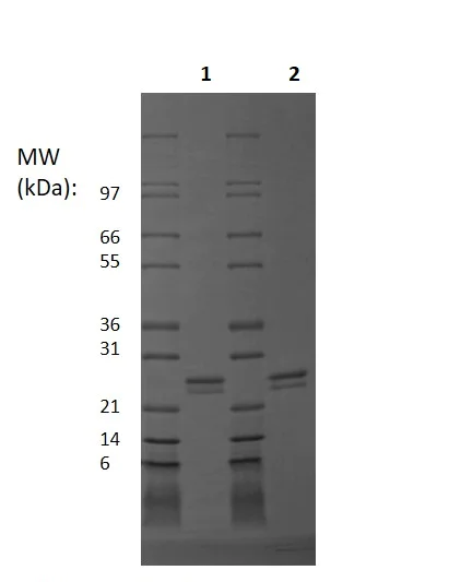 SDS-PAGE - Recombinant human FGF9/GAF protein (Animal Free) (AB256004)