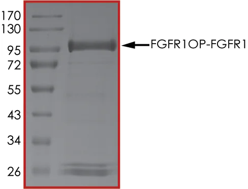 SDS-PAGE - Recombinant human FGFR1OP-FGFR1 protein (AB201397)