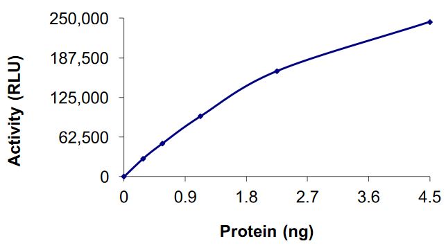 Recombinant human FGFR2 (mutated C491A) protein (Active)