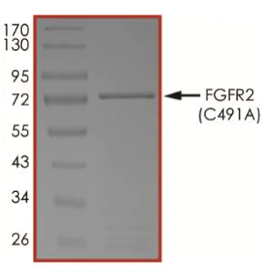 SDS-PAGE - Recombinant human FGFR2 (mutated C491A) protein (Active) (AB268562)