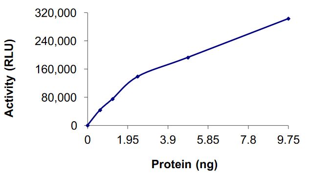 Recombinant human FGFR2 (mutated C491F) protein (Active)