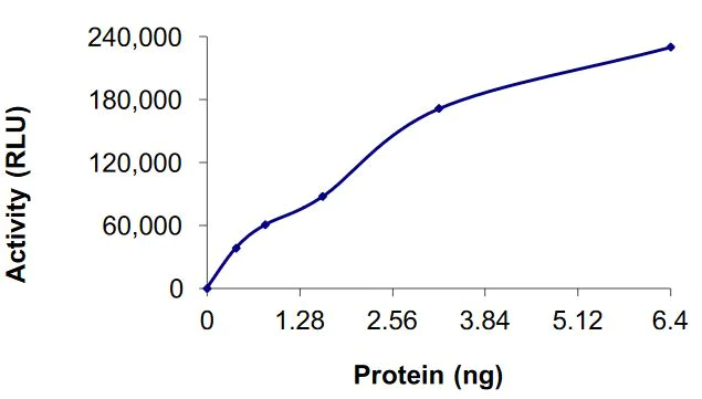 Functional Studies - Recombinant human FGFR2 (mutated C491S) protein (Active) (AB268564)