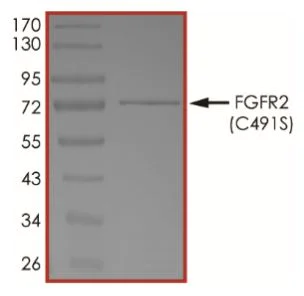 SDS-PAGE - Recombinant human FGFR2 (mutated C491S) protein (Active) (AB268564)