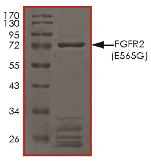 SDS-PAGE - Recombinant human FGFR2 (mutated E565G) protein (Active) (AB268565)
