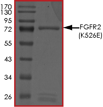 SDS-PAGE - Recombinant human FGFR2 (mutated K526E) protein (AB180049), expandable thumbnail