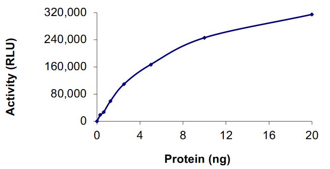 Recombinant human FGFR2 (mutated R612T) protein (Active)