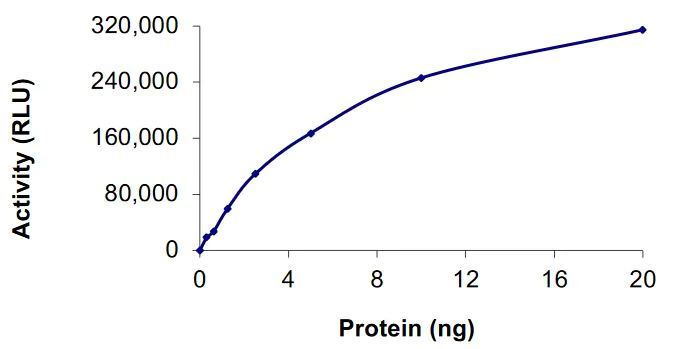 Functional Studies - Recombinant human FGFR2 (mutated R612T) protein (Active) (AB268569)
