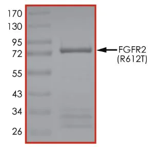 SDS-PAGE - Recombinant human FGFR2 (mutated R612T) protein (Active) (AB268569)