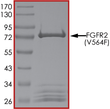 SDS-PAGE - Recombinant human FGFR2 (mutated V564F) protein (AB204104), expandable thumbnail