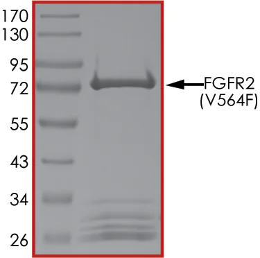 SDS-PAGE - Recombinant human FGFR2 (mutated V564F) protein (AB204104)