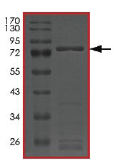 SDS-PAGE - Recombinant human FGFR2 (mutated V564F) protein (AB204104), expandable thumbnail