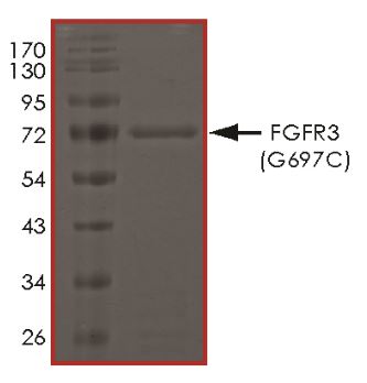 SDS-PAGE - Recombinant human FGFR3 (mutated G697C) protein (Active) (AB268571), expandable thumbnail