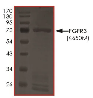 SDS-PAGE - Recombinant human FGFR3 (mutated K650M) protein (Active) (AB268573)