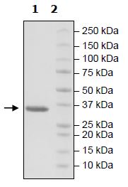 Recombinant Human FGFR3 (mutated L496V) protein (His tag)