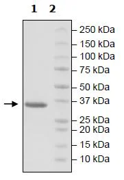 SDS-PAGE - Recombinant Human FGFR3 (mutated L496V) protein (His tag N-Terminus) (AB271514)