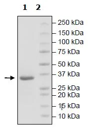 SDS-PAGE - Recombinant Human FGFR3 (mutated V443L) protein (His tag) (AB271515)
