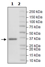 SDS-PAGE - Recombinant Human FGFR3 (mutated V443M) protein (His tag) (AB271516), expandable thumbnail
