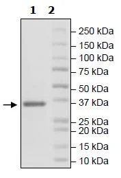 SDS-PAGE - Recombinant Human FGFR3 (mutated V443M) protein (His tag N-Terminus) (AB271516)