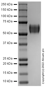 SDS-PAGE - Recombinant Human FGFR3 Protein (Active) (AB290073)