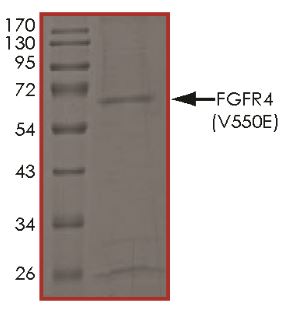 SDS-PAGE - Recombinant human FGFR4 (mutated V550E) protein (Active) (AB268576), expandable thumbnail
