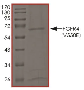 SDS-PAGE - Recombinant human FGFR4 (mutated V550E) protein (Active) (AB268576)