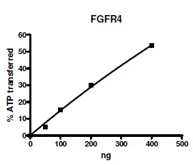 Functional Studies - Recombinant human FGFR4 protein (GST tag N-Terminus) (AB135023)