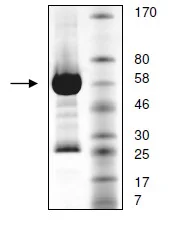 SDS-PAGE - Recombinant human FGFR4 protein (GST tag N-Terminus) (AB135023)