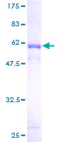 Recombinant Human FGL1 protein