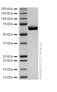 Recombinant Human FGL1 protein (Fc Chimera)