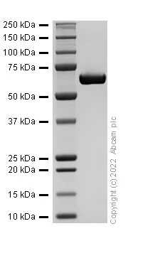 SDS-PAGE - Recombinant Human FGL1 protein (Fc Chimera) (AB307476)