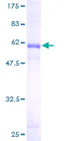 SDS-PAGE - Recombinant Human FGL1 protein (GST tag N-Terminus) (AB158442)