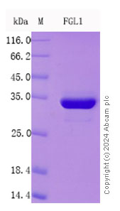 SDS-PAGE - Recombinant Human FGL1 Protein Standard (AB316459), expandable thumbnail