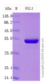 SDS-PAGE - Recombinant Human FGL1 Protein Standard (AB316459)
