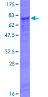 SDS-PAGE - Recombinant Human FGL2/Prothrombinase protein (GST tag N-Terminus) (AB161182)