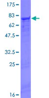 SDS-PAGE - Recombinant Human FGL2/Prothrombinase protein (GST tag N-Terminus) (AB161182)