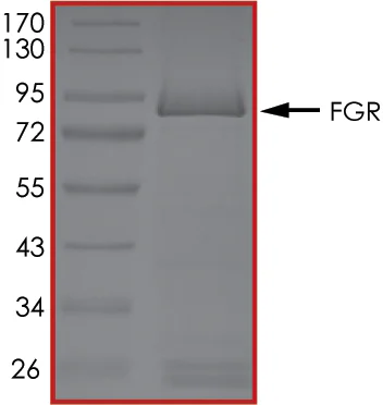 SDS-PAGE - Recombinant human FGR protein (GST tag N-Terminus) (AB60854)