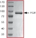 SDS-PAGE - Recombinant human FGR protein (GST tag N-Terminus) (AB60854)
