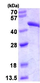 SDS-PAGE - Recombinant Human FH/Fumarase protein (Tag Free) (AB82790)