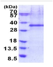 SDS-PAGE - Recombinant Human FHL2 protein (denatured) (AB187462)