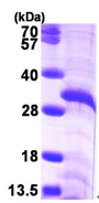 SDS-PAGE - Recombinant Human Fibrillarin protein (His tag N-Terminus) (AB99443)