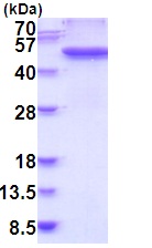 SDS-PAGE - Recombinant Human Fibrinogen gamma chain protein (AB202200), expandable thumbnail
