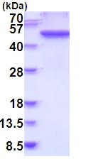 SDS-PAGE - Recombinant Human Fibrinogen gamma chain protein (His tag N-Terminus) (AB202200)