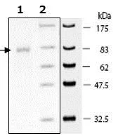 SDS-PAGE - Recombinant human Fibroblast activation protein, alpha (His tag C-Terminus) (AB79623)