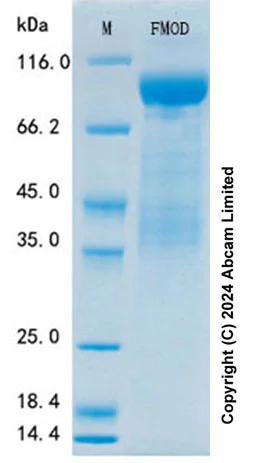 SDS-PAGE - Recombinant Human Fibromodulin Protein Standard (His tag) (AB322094)