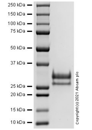 SDS-PAGE - Recombinant Human Fibronectin protein (AB283423), expandable thumbnail