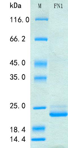 Recombinant Human Fibronectin Protein Standard (His tag)