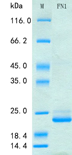 SDS-PAGE - Recombinant Human Fibronectin Protein Standard (His tag) (AB316393)