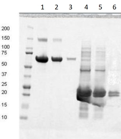 SDS-PAGE - Recombinant Human Fibronectin type III EDB protein (AB209886), expandable thumbnail